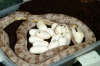 charcoalghost_eggs_001.jpg