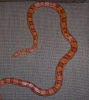 colubrids_07-11-05_011.jpg