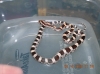 corns_hatched_8-10-08_slickX_caramel_004.jpg