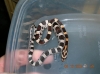 corns_hatched_8-10-08_slickX_caramel_005.jpg