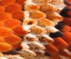 cornscales2.jpg