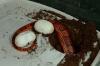 dummy_eggs_001.jpg