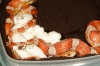 eggs_center01.jpg