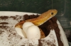 eggs_top02.jpg