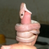 finger001.jpg