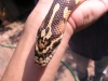 junglegirl5.jpg