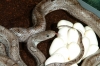 pewter_eggs_001.jpg