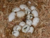 pippies22.JPG