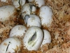 pippies27.JPG