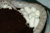 silverqueen_eggs_001.jpg