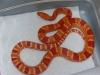 snakesNmouse05.JPG
