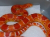 snakesNmouse08.JPG