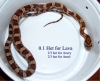 snakes_032.jpg