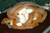 striped_eggs_001.jpg