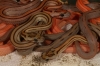 stripes_05_001.jpg