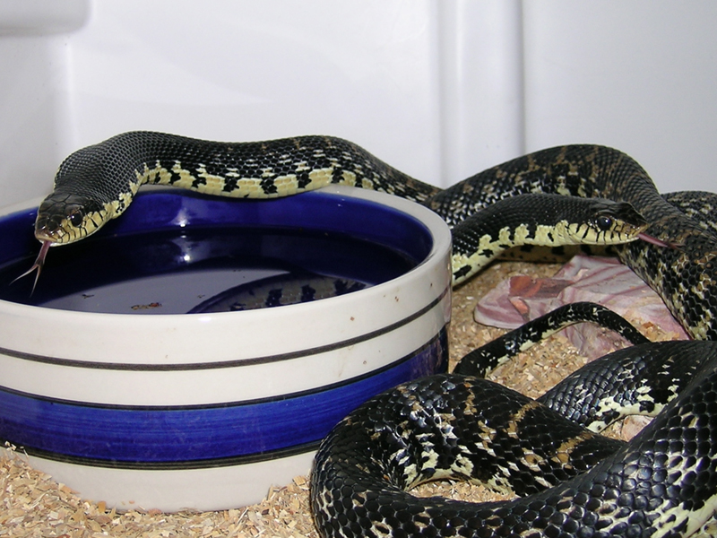 11072malagasyhognose