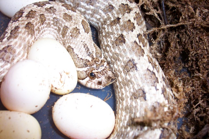 hognose
