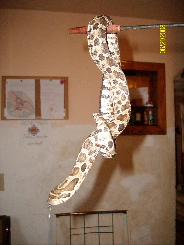 john_w_lawson_hognose_forsale