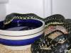 11072malagasyhognose.jpg
