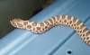5092Dsc01694.jpg