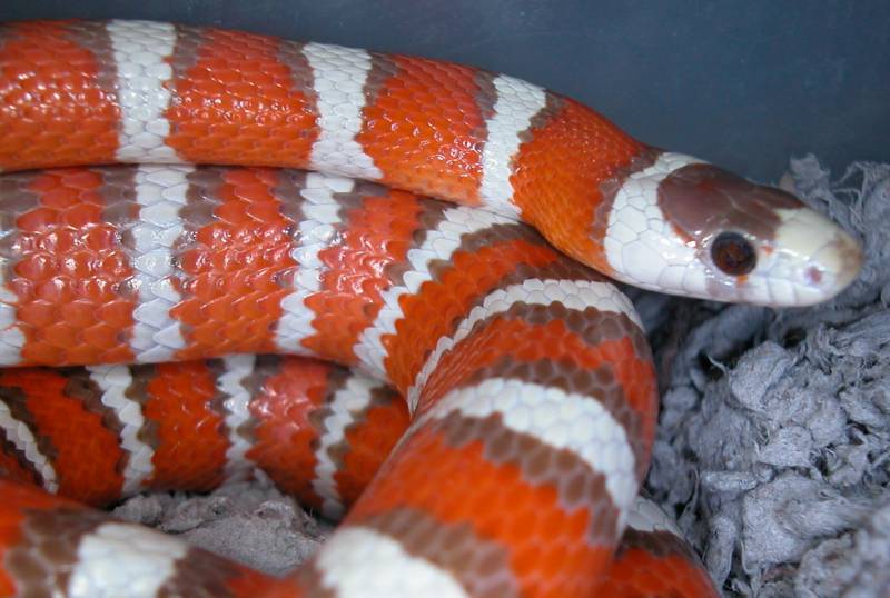 15610Hypo_PyroF