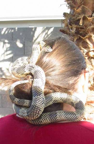 4795PandoraHairxmas2004