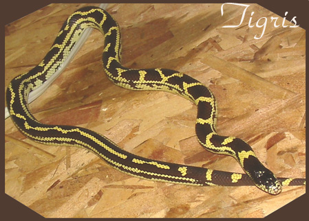 4795Tigris093004