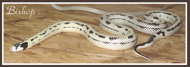 4795bishop093004