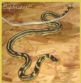 4795euphrates093004