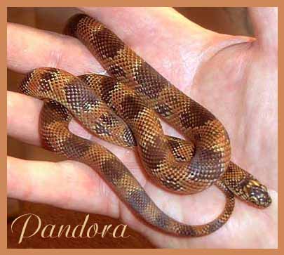 4795youngpandora