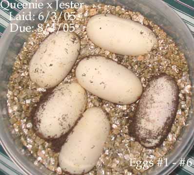 clutch060305