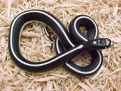 snakes_030