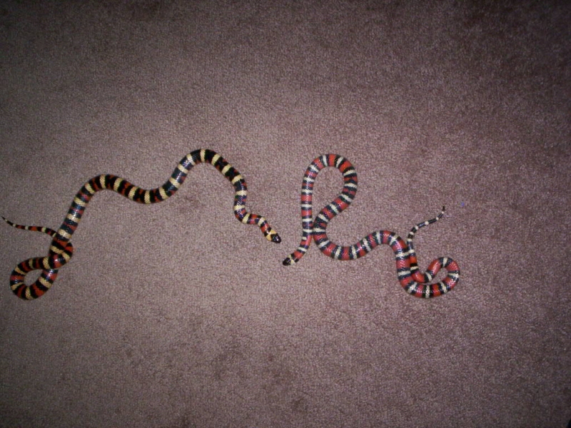 snakes_038