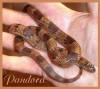 4795youngpandora.jpg