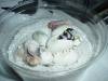 8748cal_king_-_hatching01.jpg