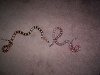 snakes_038.jpg