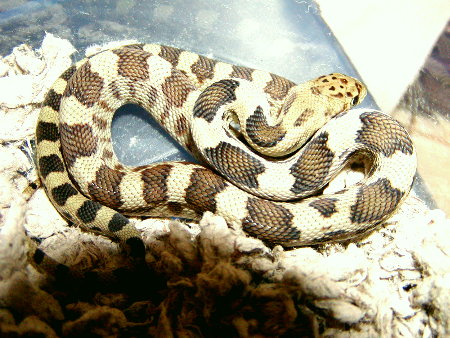 7768deppei_deppei_hatchling_2004