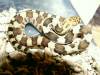 7768deppei_deppei_hatchling_2004.jpg