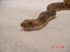 DSC03544.JPG