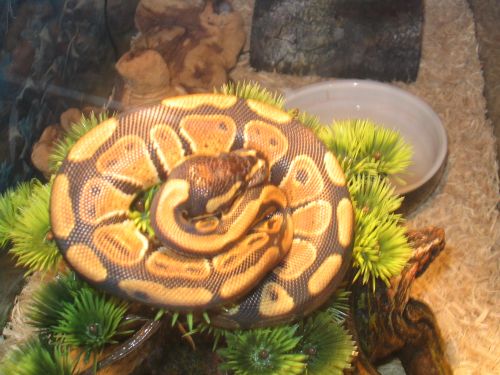 Kashmire_On_Top_of_His_Hide.jpg