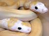 814ivory7.jpg