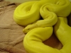 Albino_green_male_001.jpg