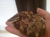 IMG00011-20110127-1646.jpg