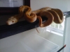 IMG00046-20110924-1350.jpg