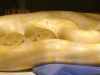 Mike_s_reptile_info_pics_050.jpg