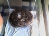 Snapshot_20090503_1.jpg