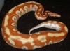 cherrybomb_T_albino.jpg
