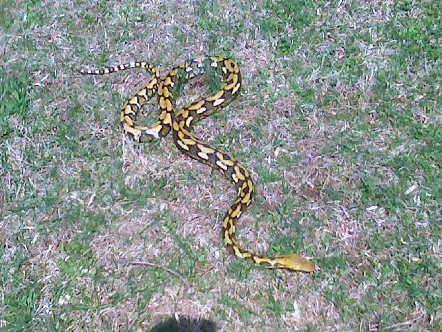 tigeroutside