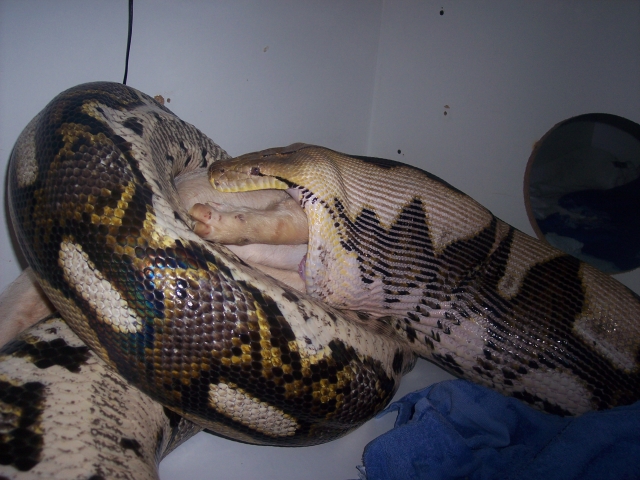 valentine_feeding_002