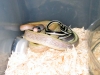 20050917cavedwellingrat4.JPG
